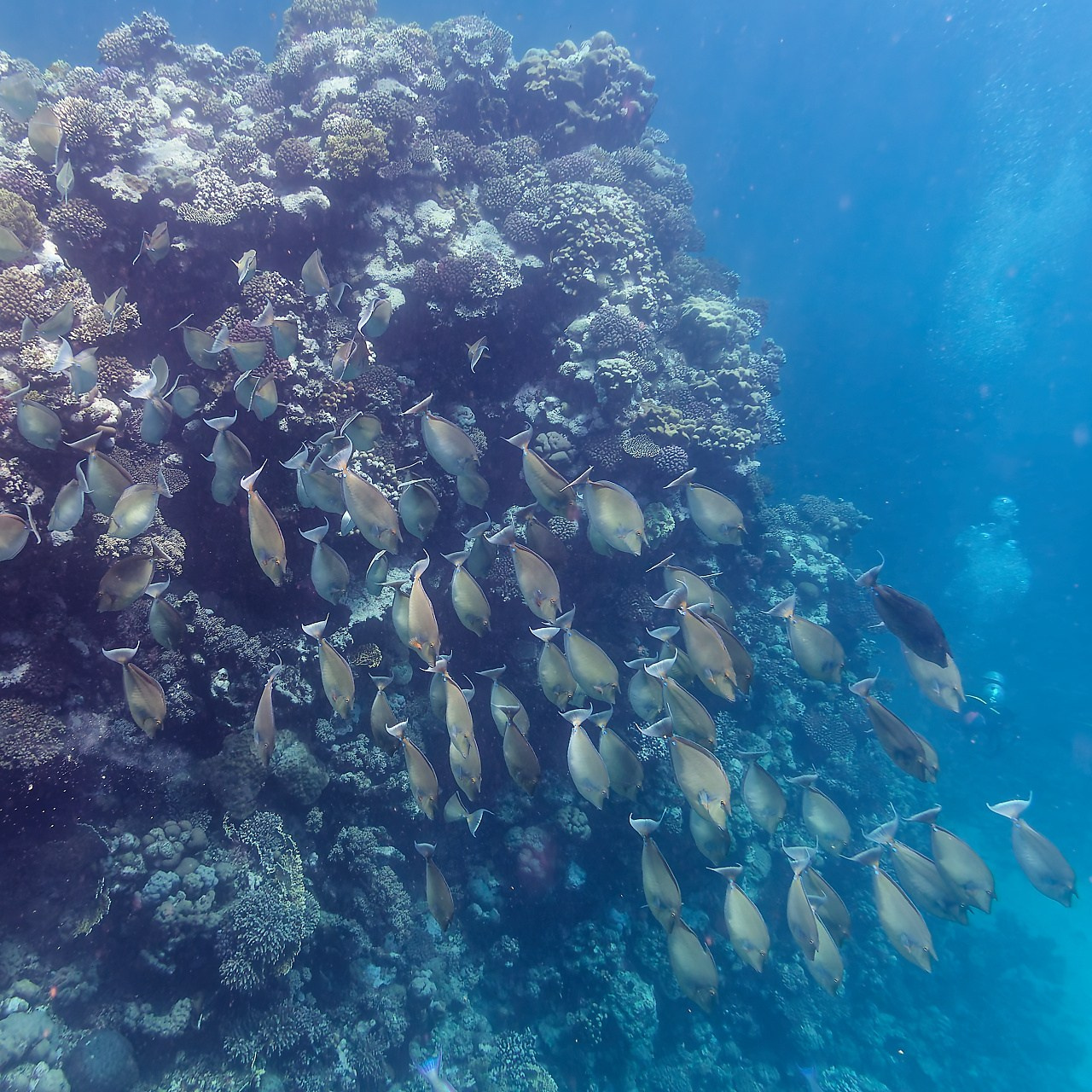 Мне посмотреть. Рыбов показываю