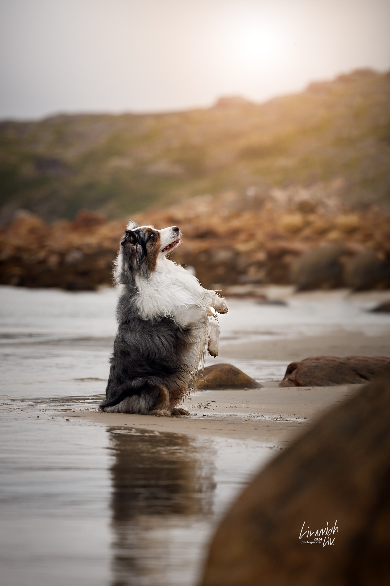 Частные съёмки. Фотограф для вашей собаки
