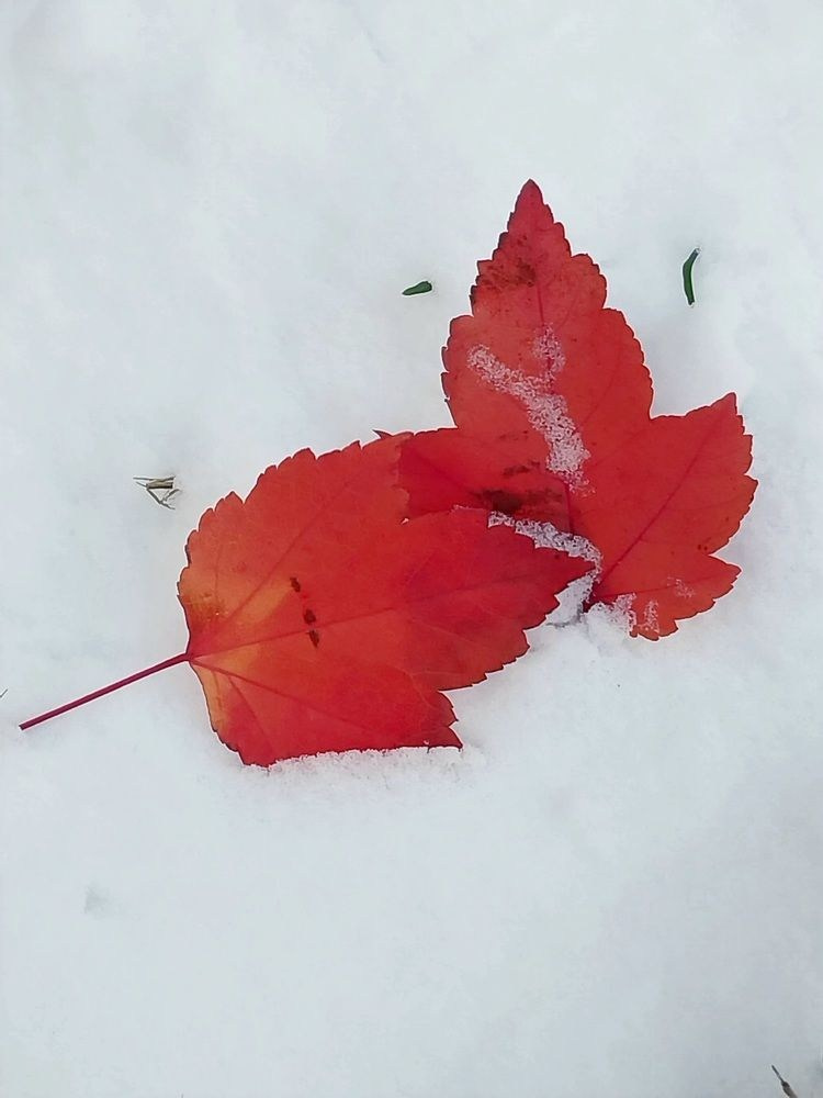 35 AWARDS. Семейный и свадебный фотограф в Москве и Домодедово Анна Авилочкина