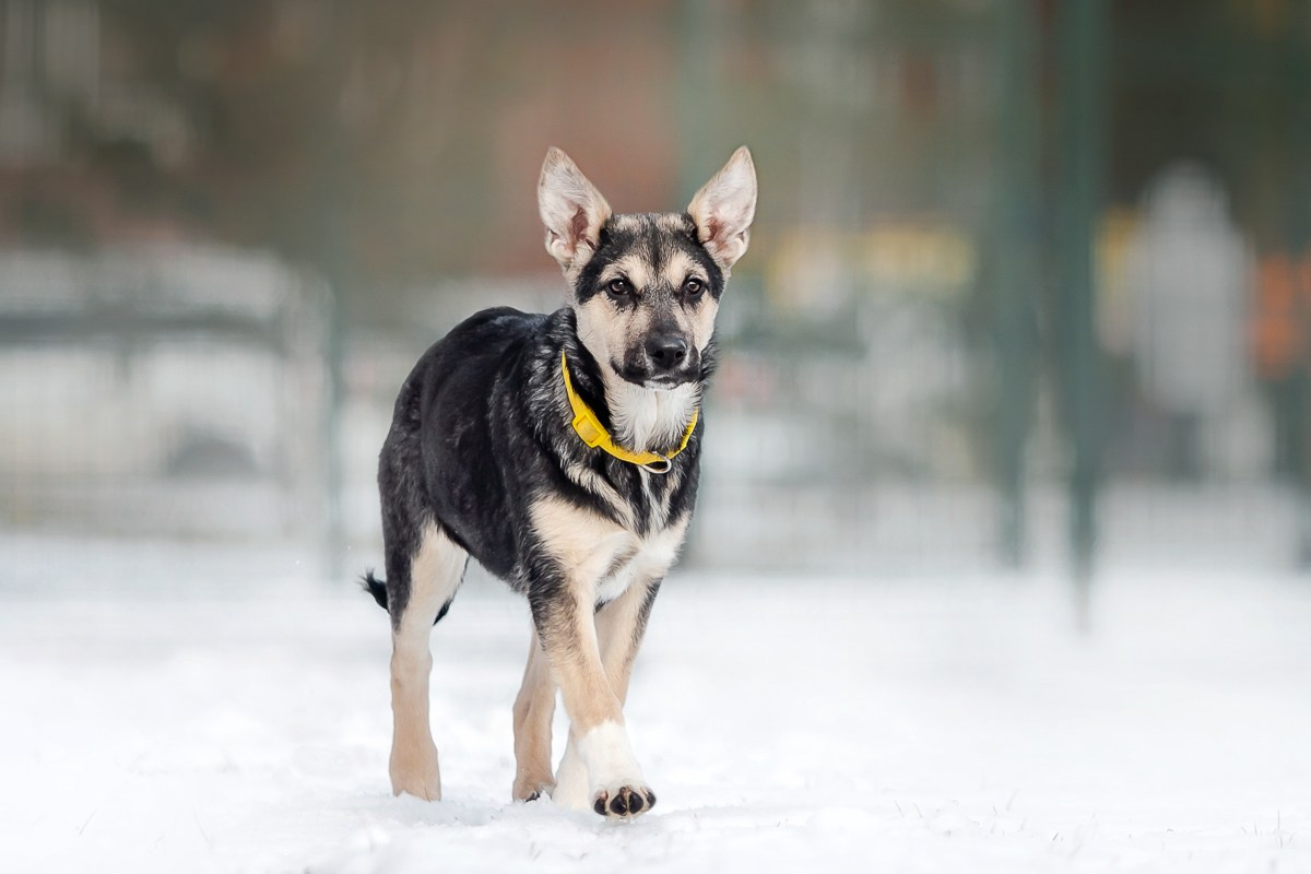 Как я выбираю, на какой объектив снимать животных?