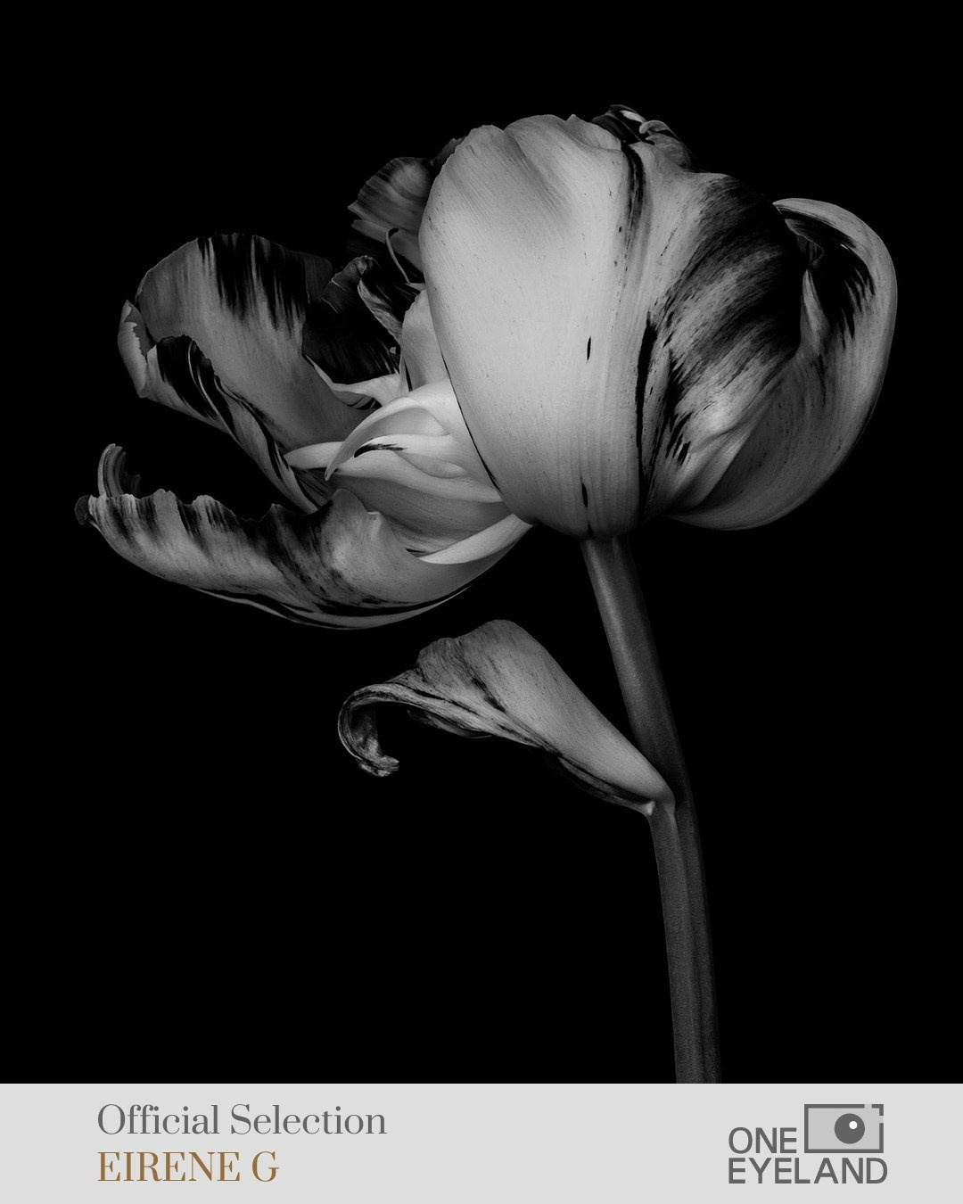 ONEEYELAND GALLERY. Eirene G |  Photoartist | Flowers from my garden