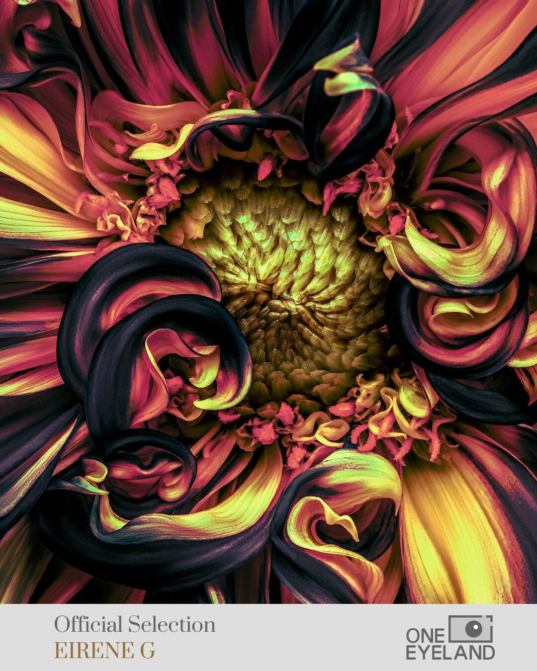 ONEEYELAND GALLERY. Eirene G |  Photoartist | Flowers from my garden