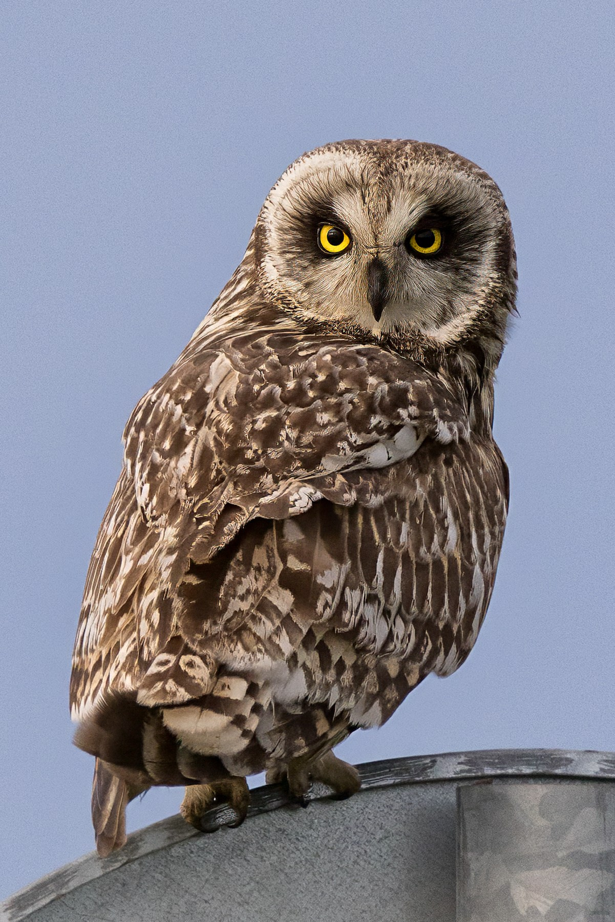 Болотная сова. Photomantis