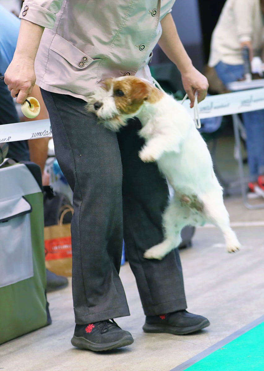 Port Fortis Zoom Zoom