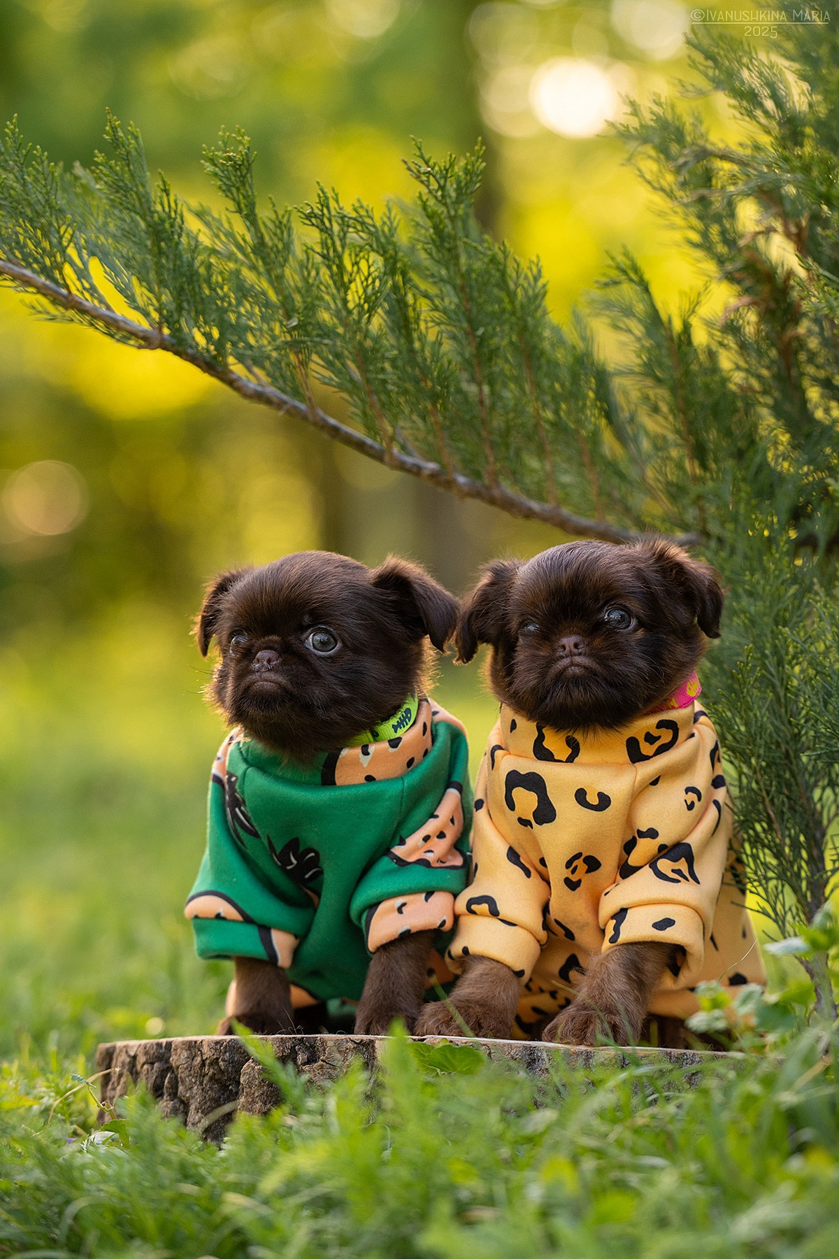 Фотосессия щенков на продажу. Фотограф собак в Москве и Московской области Иванушкина Мария