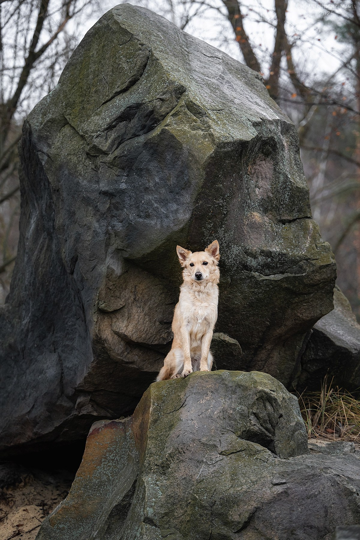 Фотограф-анималист. Фотограф собак в Москве и Московской области Иванушкина Мария