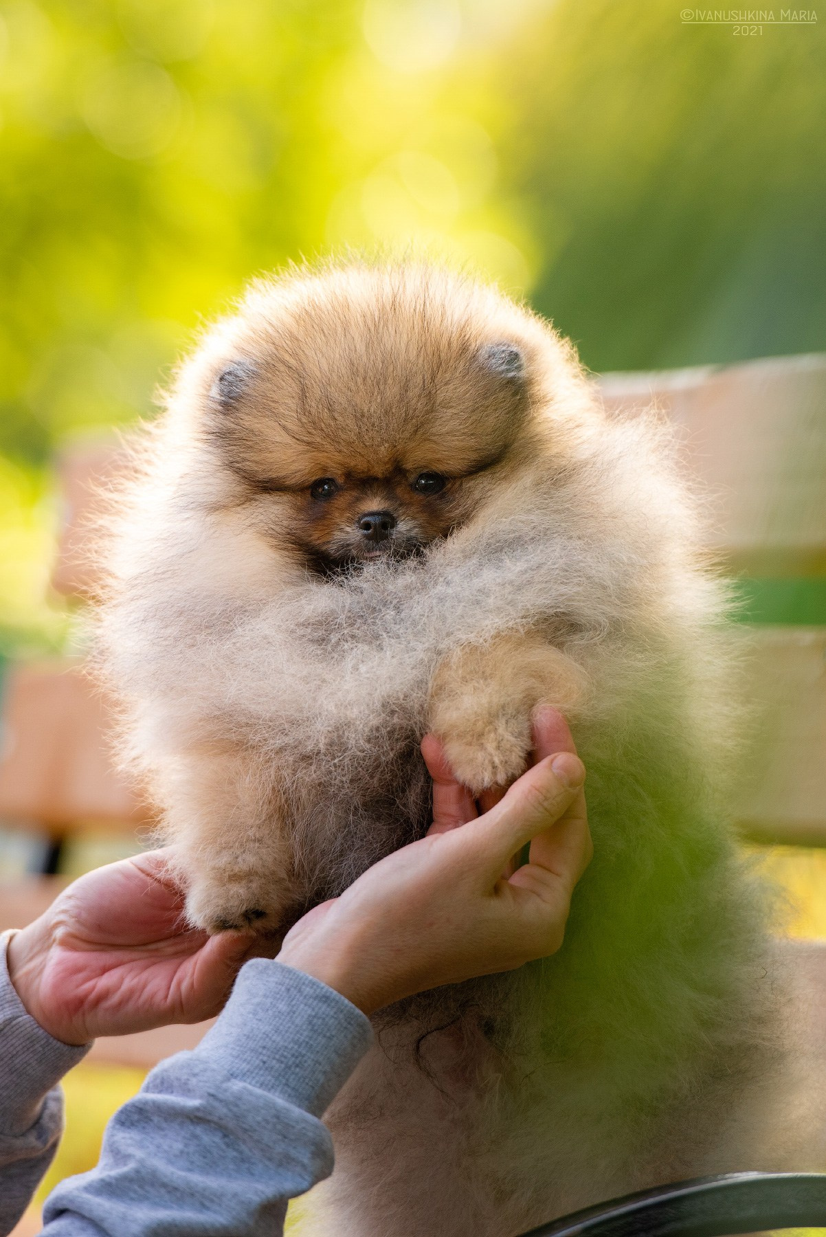 Фотосессия щенков на продажу. Фотограф собак в Москве и Московской области Иванушкина Мария