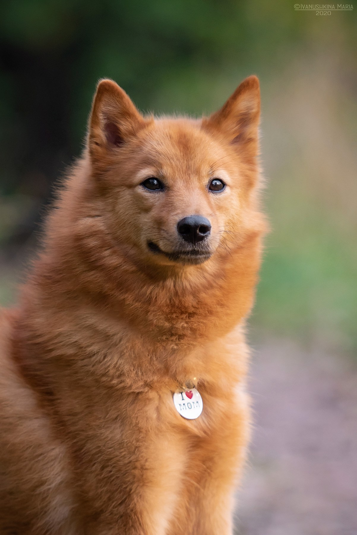 карело-финская лайка