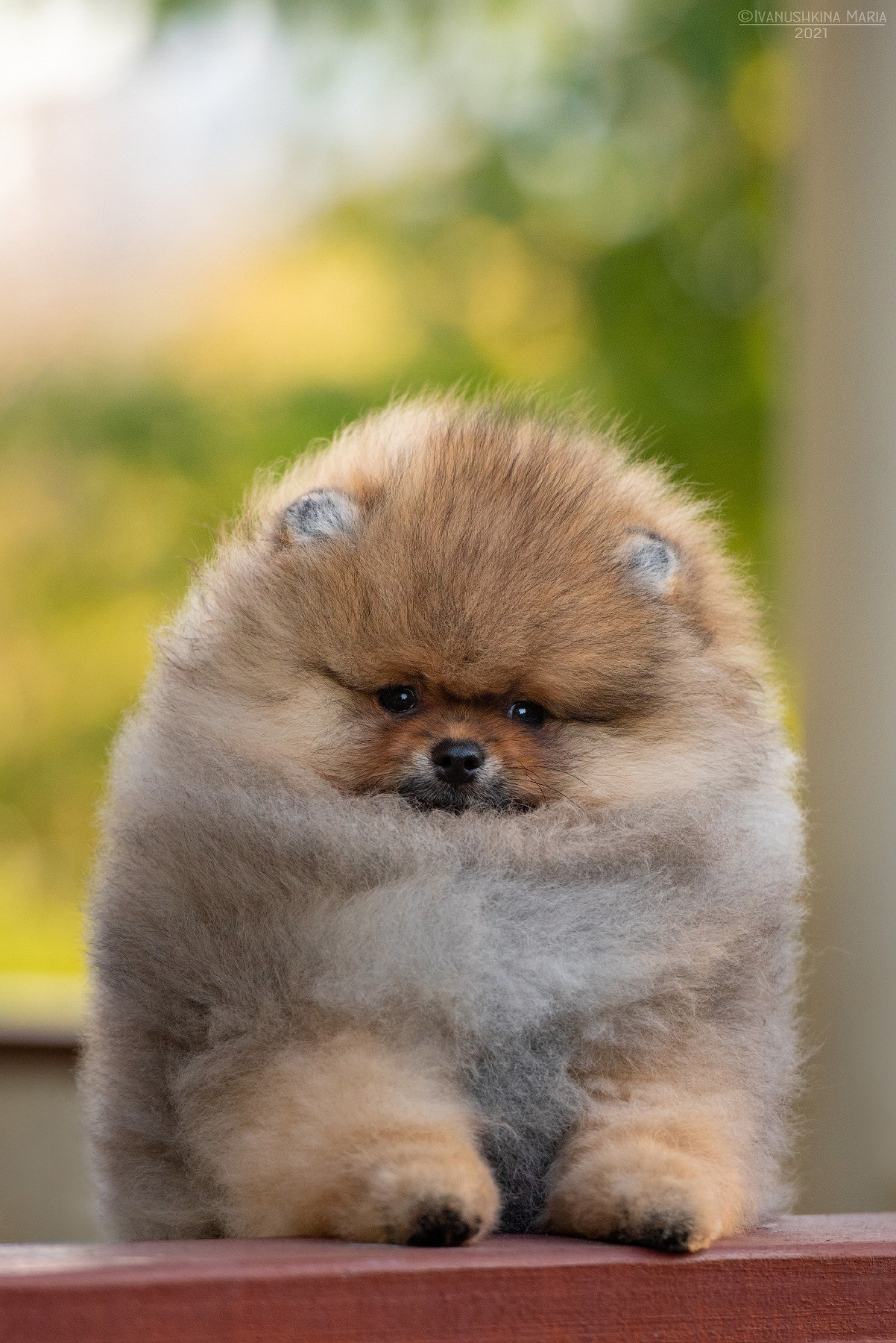 Фотосессия щенков на продажу. Фотограф собак в Москве и Московской области Иванушкина Мария