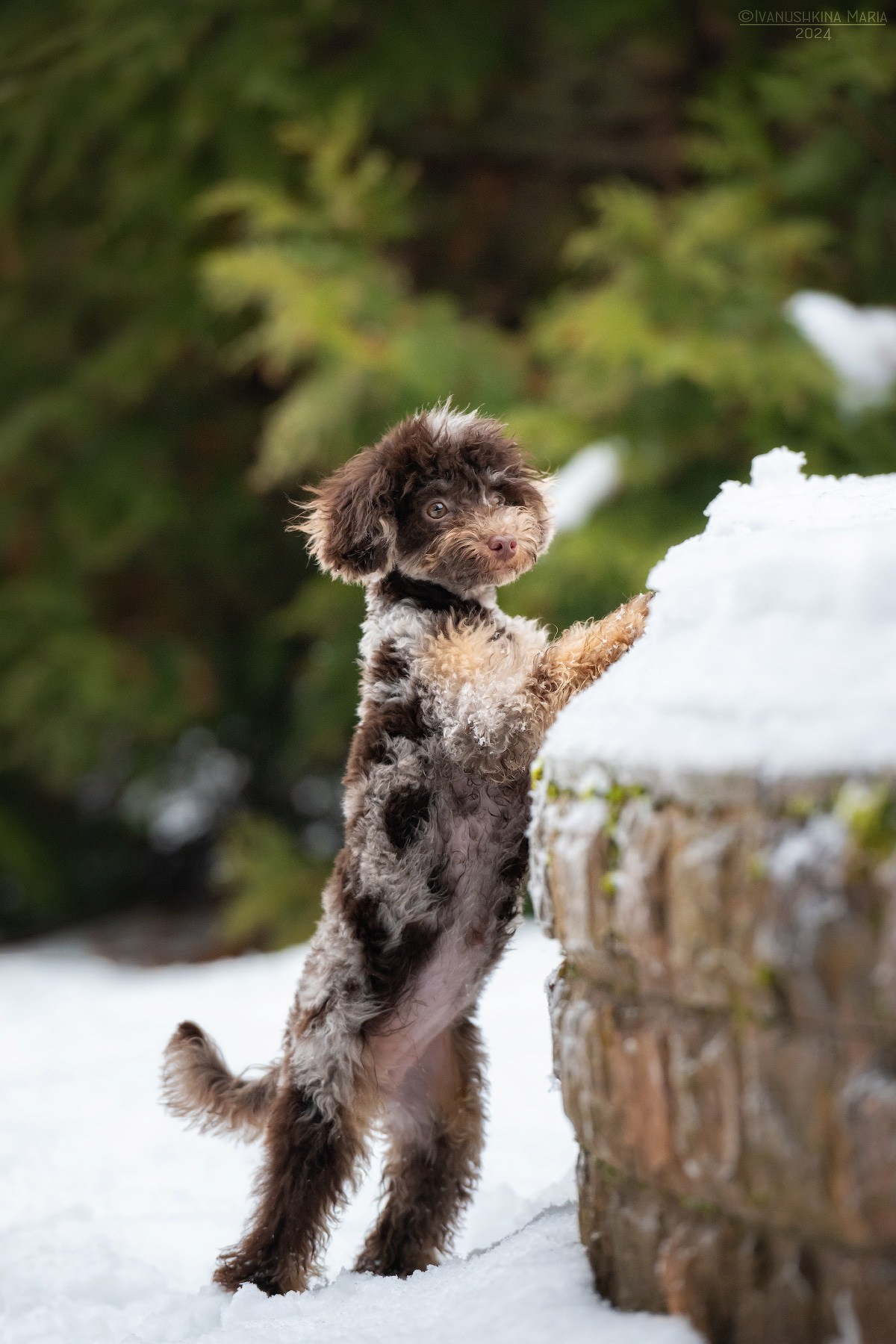 мраморный пудель