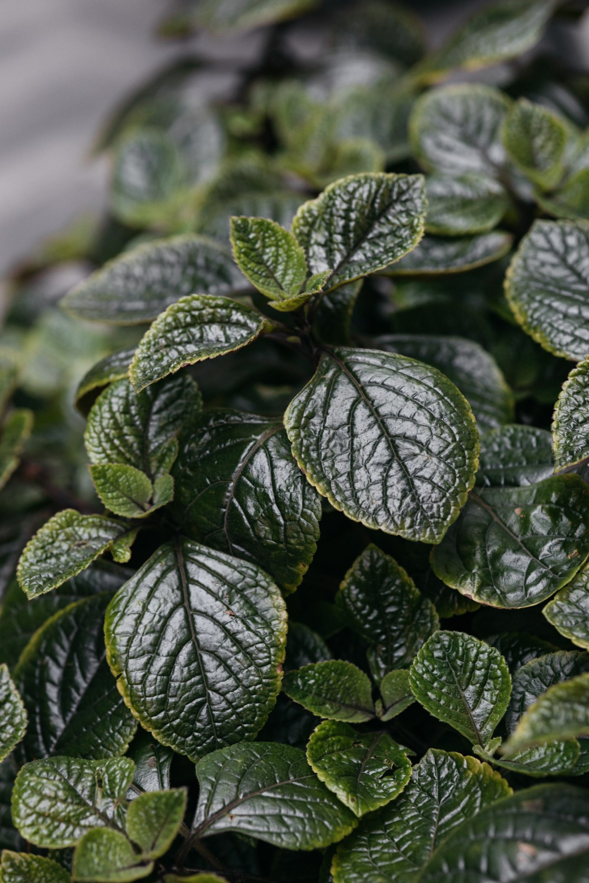 КОНТЕНТ СЪЕМКА ДЛЯ РЕСТОРАНА LILO. Свадебный фотограф Верещак Сергей I Ростов-на-Дону