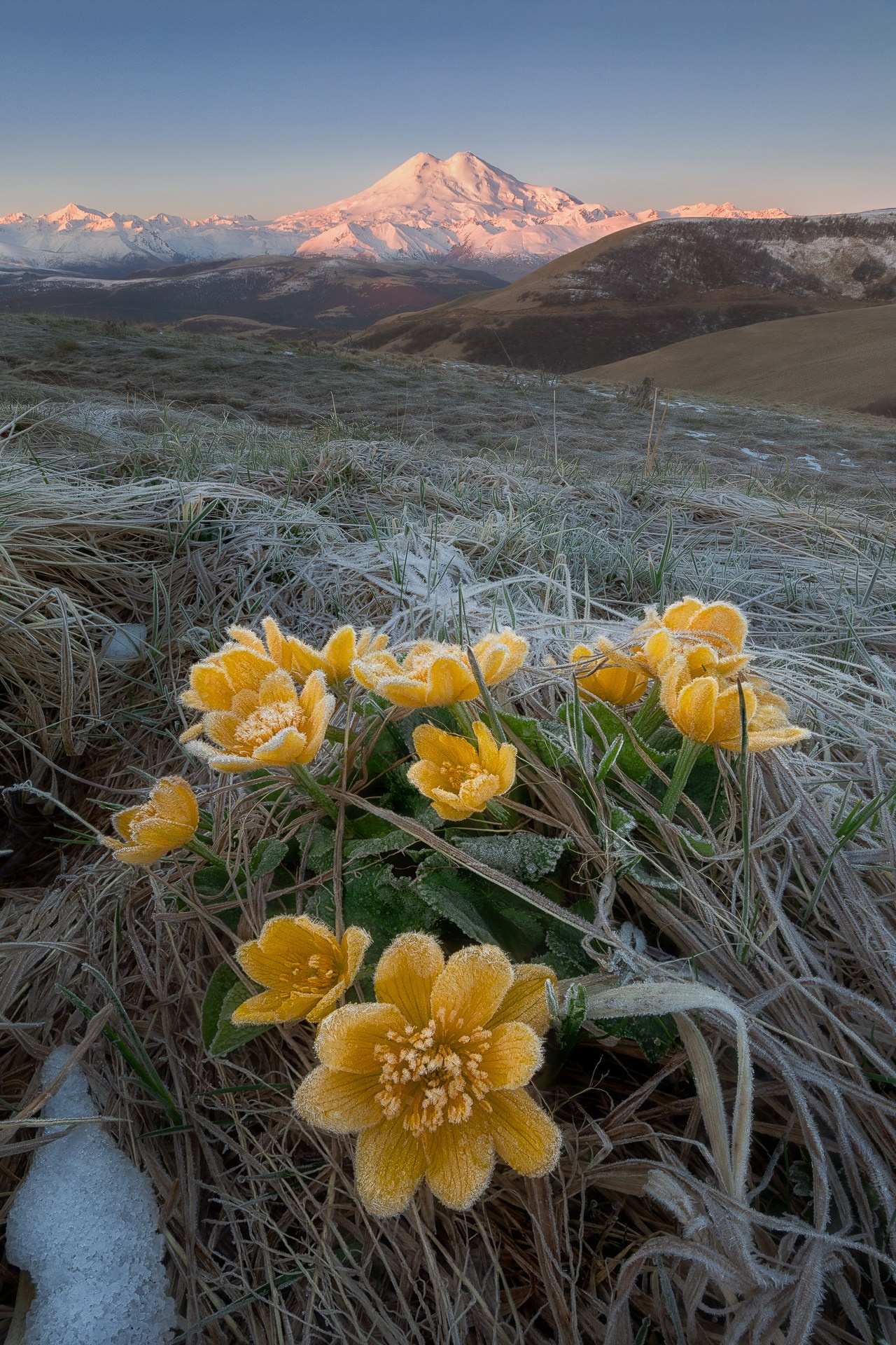 Покрытые инеем желтые цветы на фоне долины и горы Эльбрус