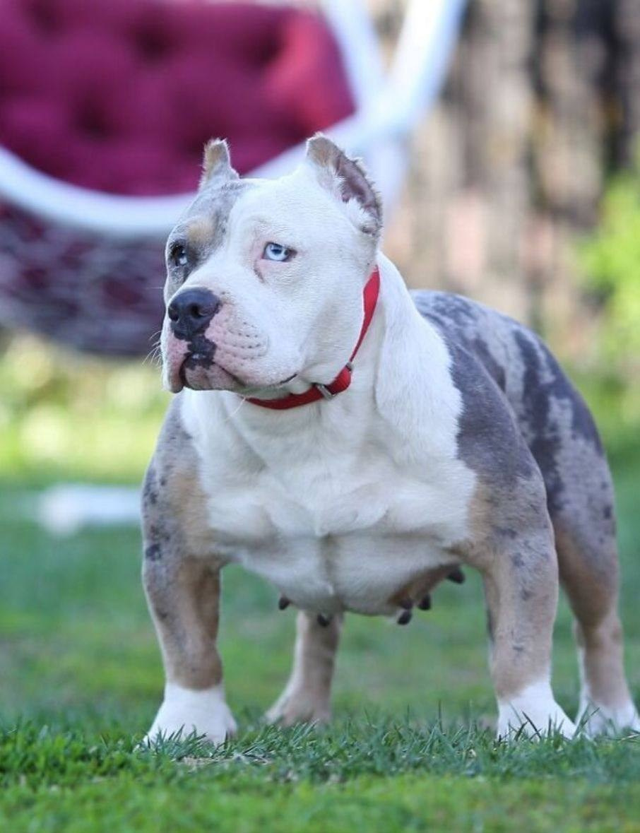 Lordli Of Gardens Blucha. Питомник американских булли Bounty Pride Bully