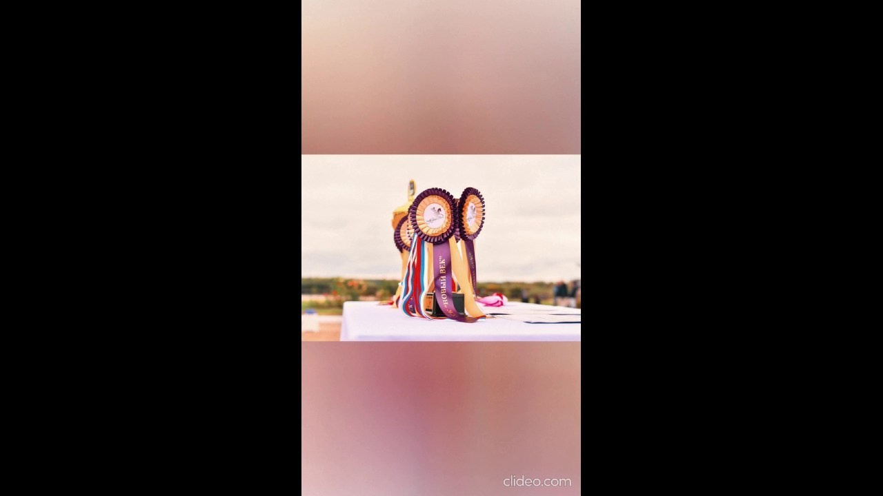 Отзывы. ТУРНИРНАЯ КОННАЯ ФОТОГРАФИЯ, Руднева Ольга и Евгений Адеев