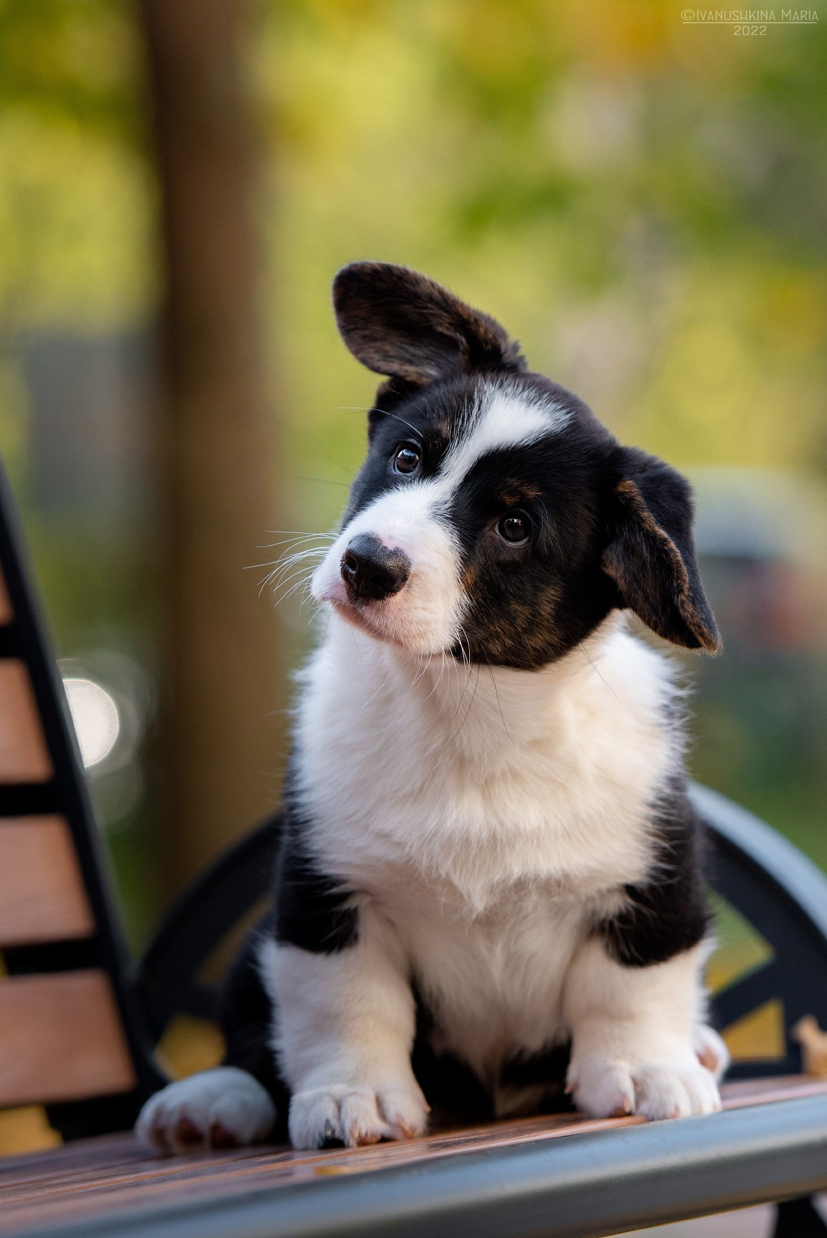 Фотосессия щенков на продажу. Фотограф собак в Москве и Московской области Иванушкина Мария