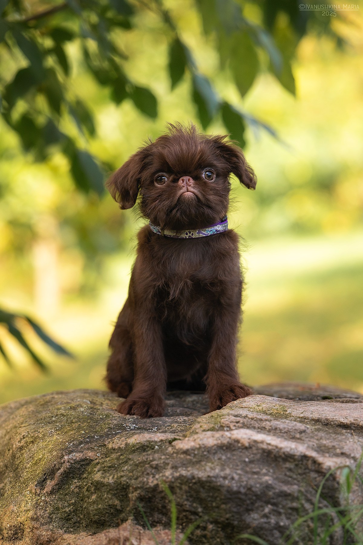 Фотосессия щенков на продажу. Фотограф собак в Москве и Московской области Иванушкина Мария