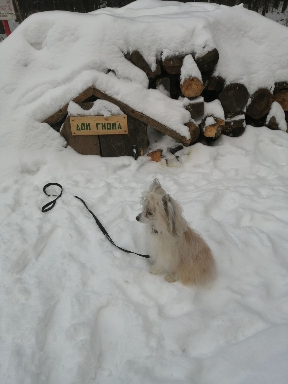 Poale Ell Chen. Chinese Crested Dog Kennel Poale Ell