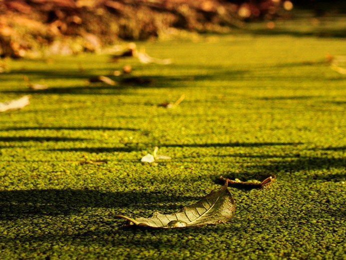 Самые первые мои фотографии. Елена Берсенева, фотограф