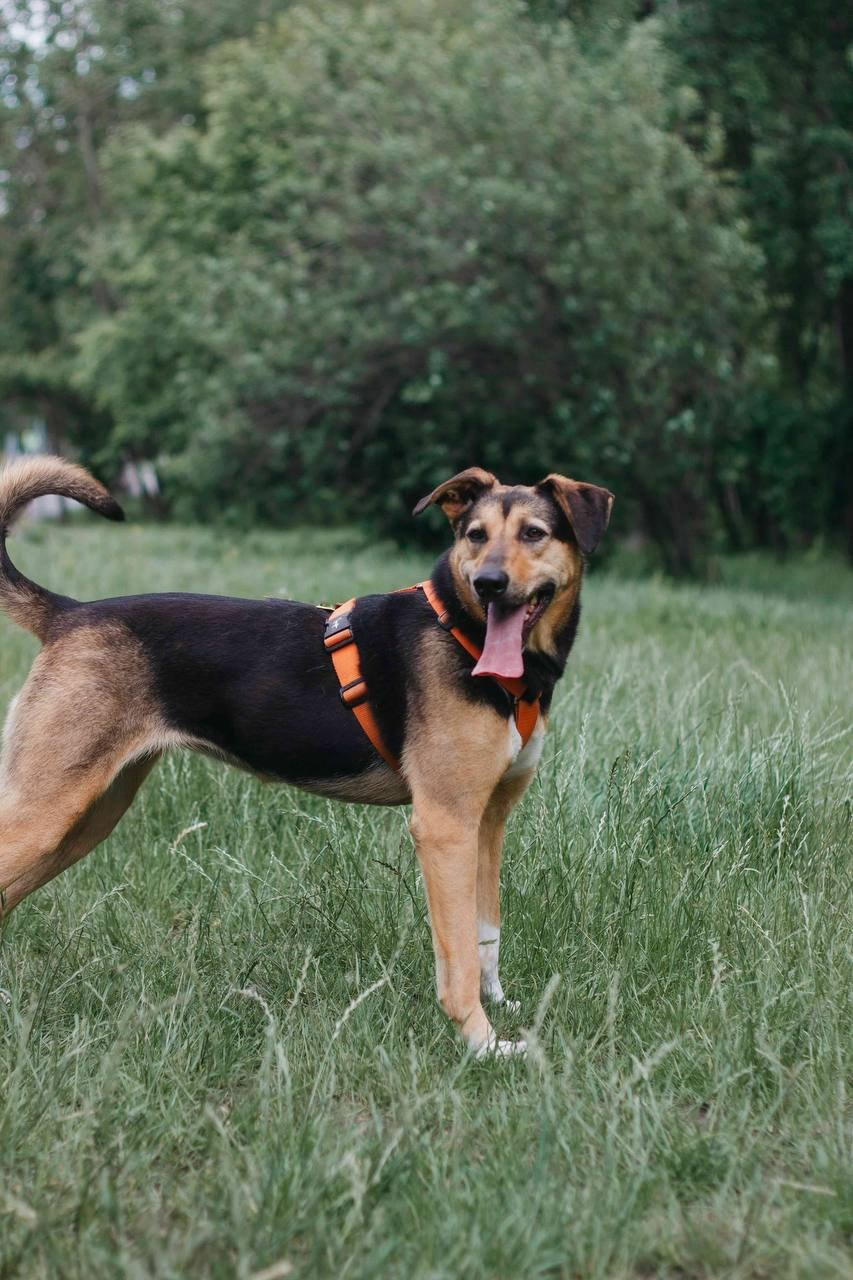 Ищут дом. Забери домой друга