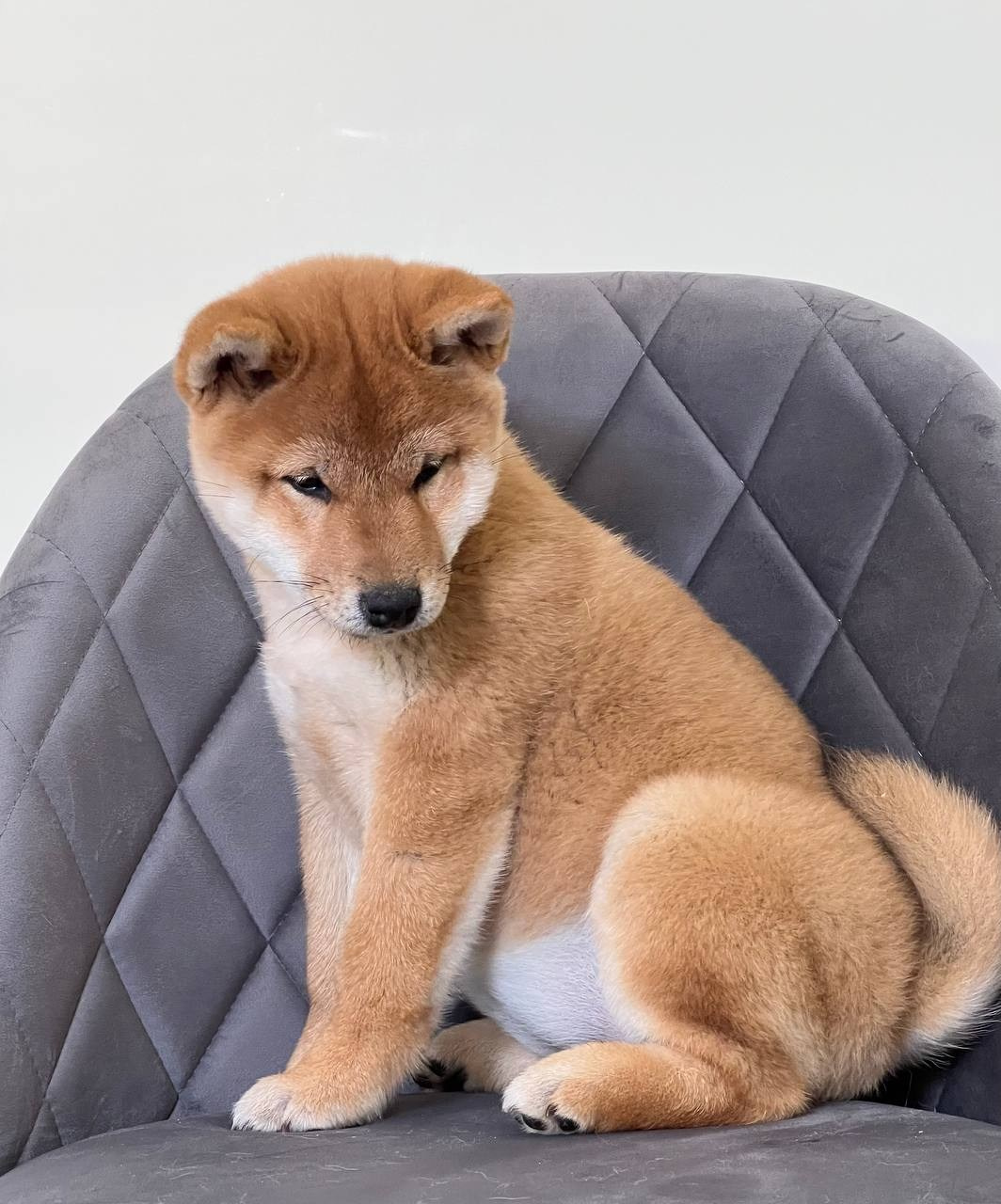 Сиба Rubylight Zoe питомник Рубилайт 