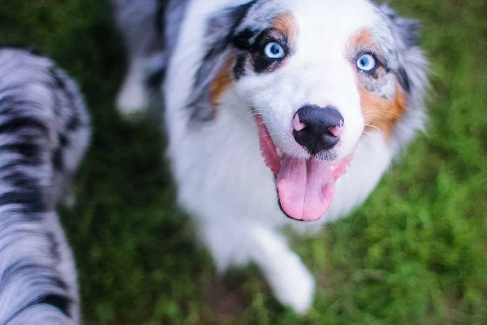 Рысь. BLGKV питомник собак