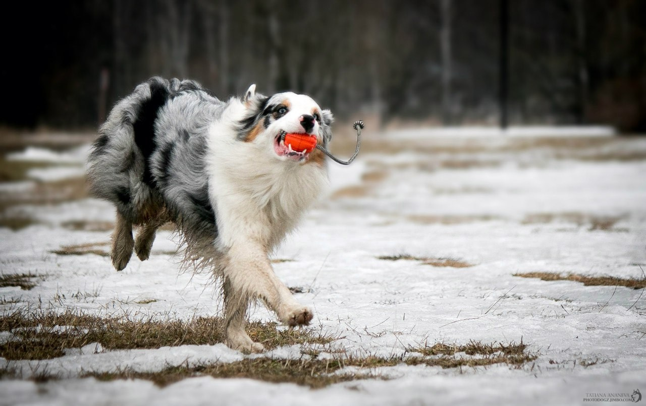 Рысь. BLGKV питомник собак