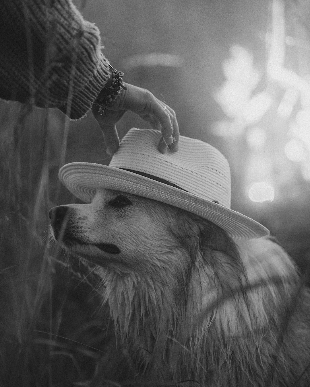 Рина и Марси. Фотограф анималист в Москве и Санкт-Петербурге Свиридова Анна