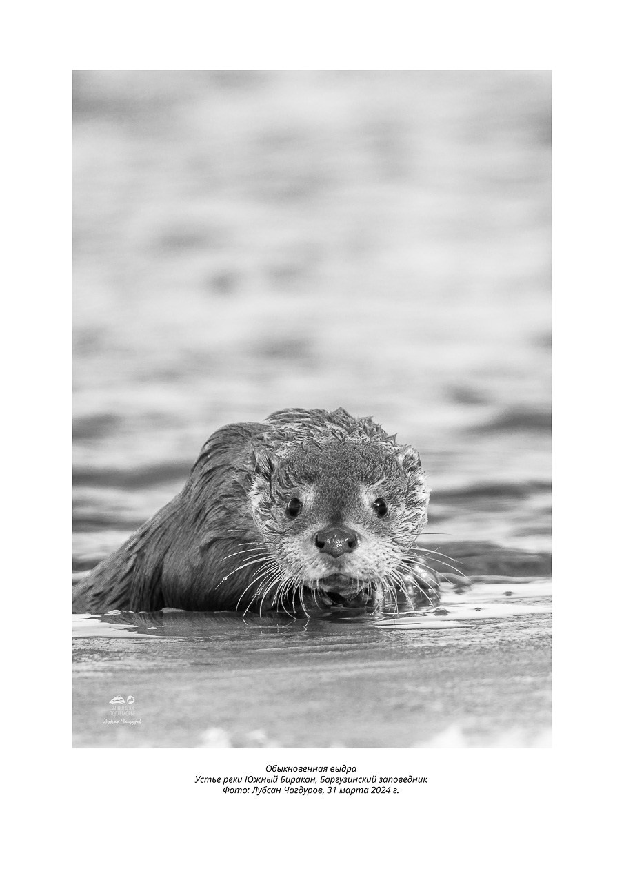 Фотовыставка «Дети природы». Фотограф Лубсан Чагдуров