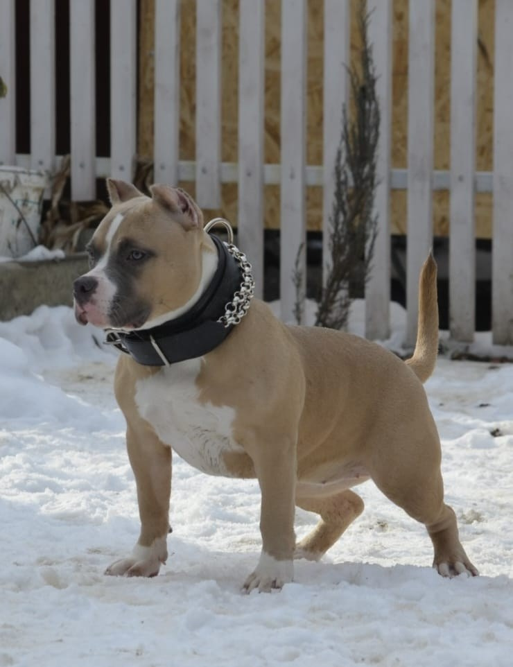 Челси. ПИТОМНИК СОБАК ПОРОДЫ АМЕРИКАНСКИЙ БУЛЛИ