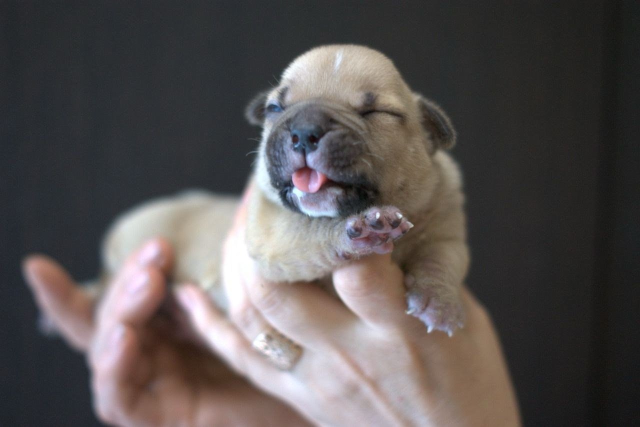 Дети Савана. ПИТОМНИК СОБАК ПОРОДЫ АМЕРИКАНСКИЙ БУЛЛИ