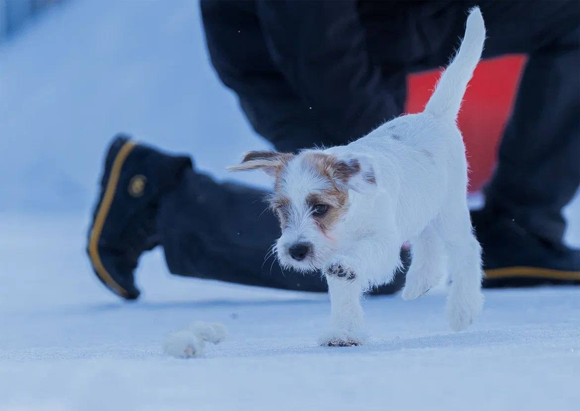 Сука 2. Lovely-Orange питомник джек рассел терьеров