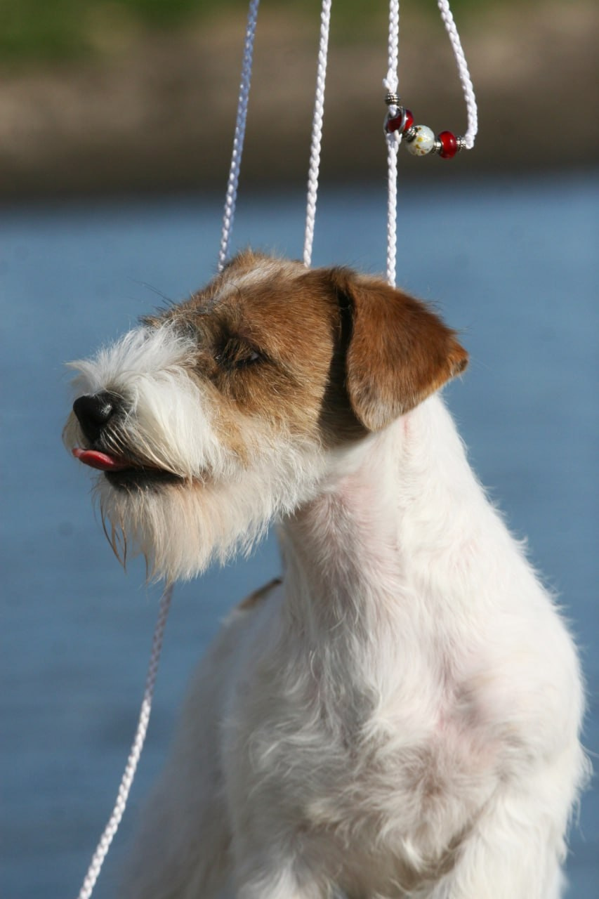 Lovely -Orange Team Spirit. Lovely-Orange питомник джек рассел терьеров