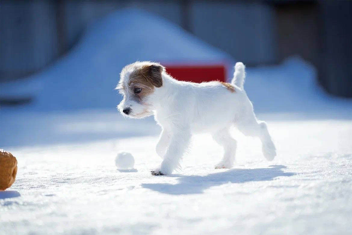 Сука 1. Lovely Orange kennel Jack Russell Terrier FCI/RKF