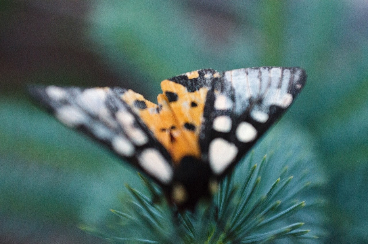 Дары Природы. Sreda fotoArt