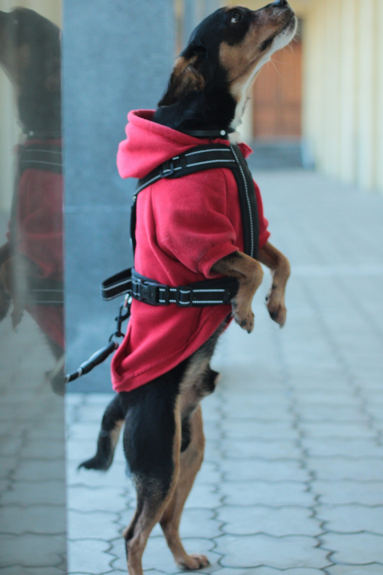 Маша и Кекс. Катя Попова|ЛайфСтайл фотограф