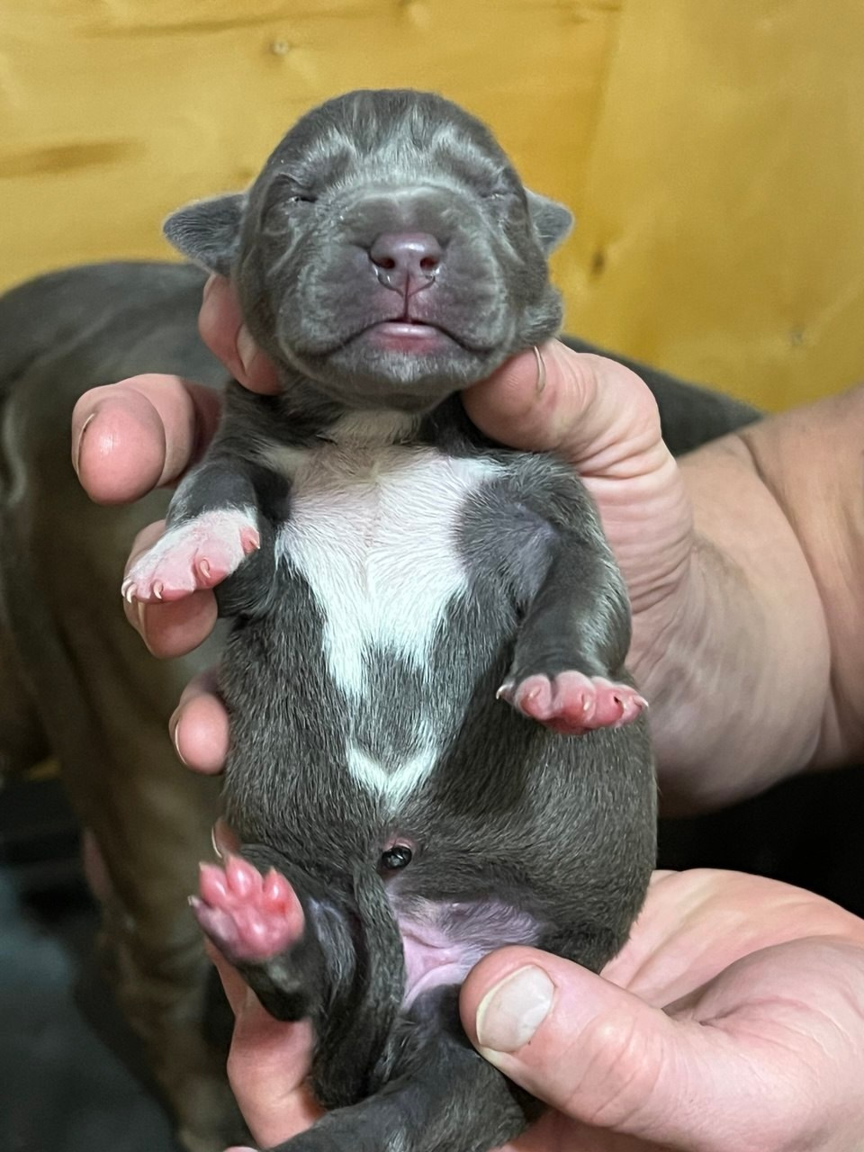 Детские. Американские булли XL в г. Калининград. Питомник Great Bully UNIVERSE