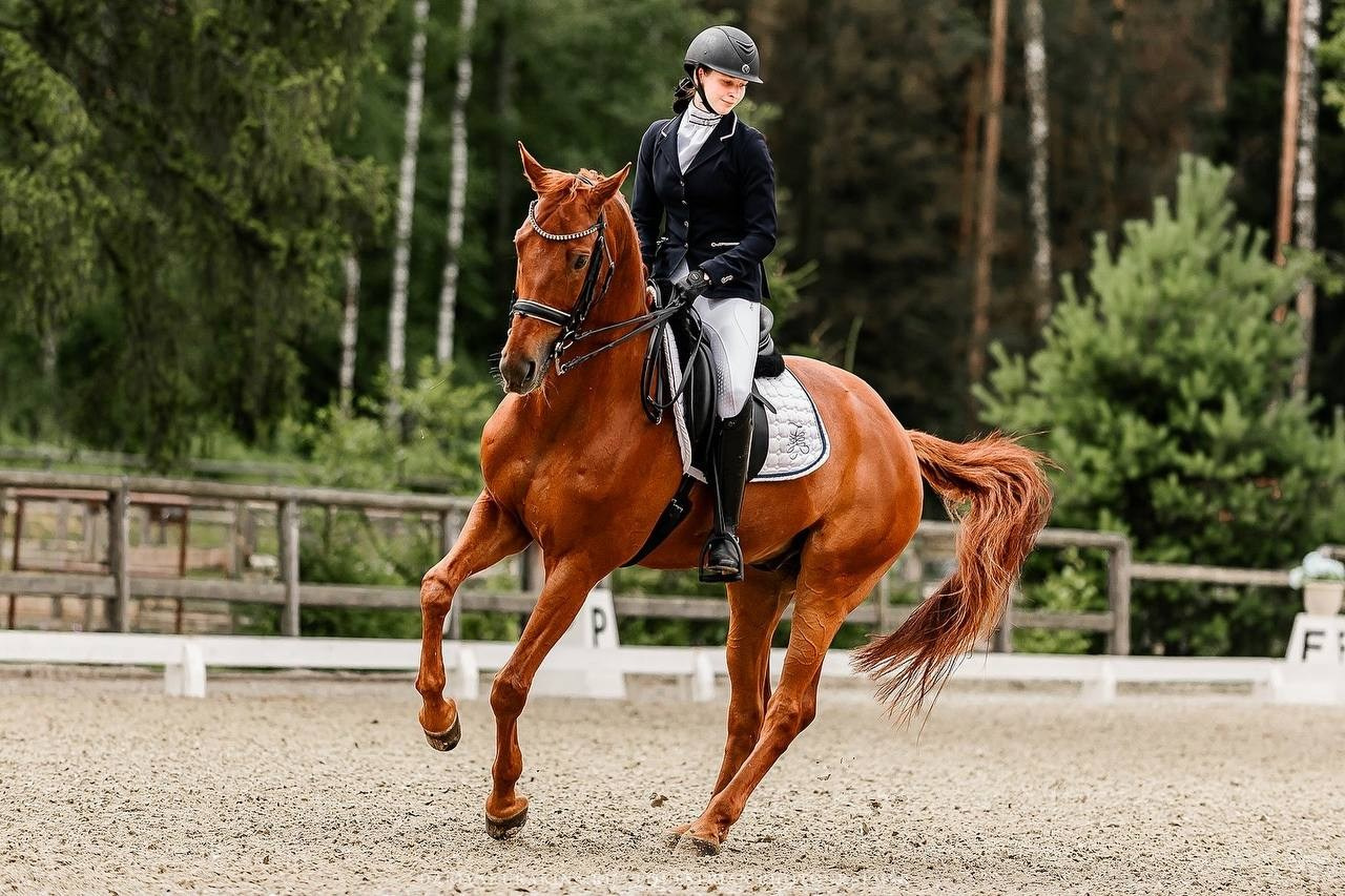 Третий этап КУБКА КСК «АЛМАЗОВО» по ВЫЕЗДКЕ. Конный фотограф Куракина Дарья • Фотосессии с лошадьми
