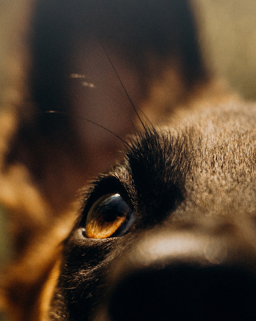 Наталья, Сергей и Уна. Фотограф анималист в Москве и Санкт-Петербурге Свиридова Анна