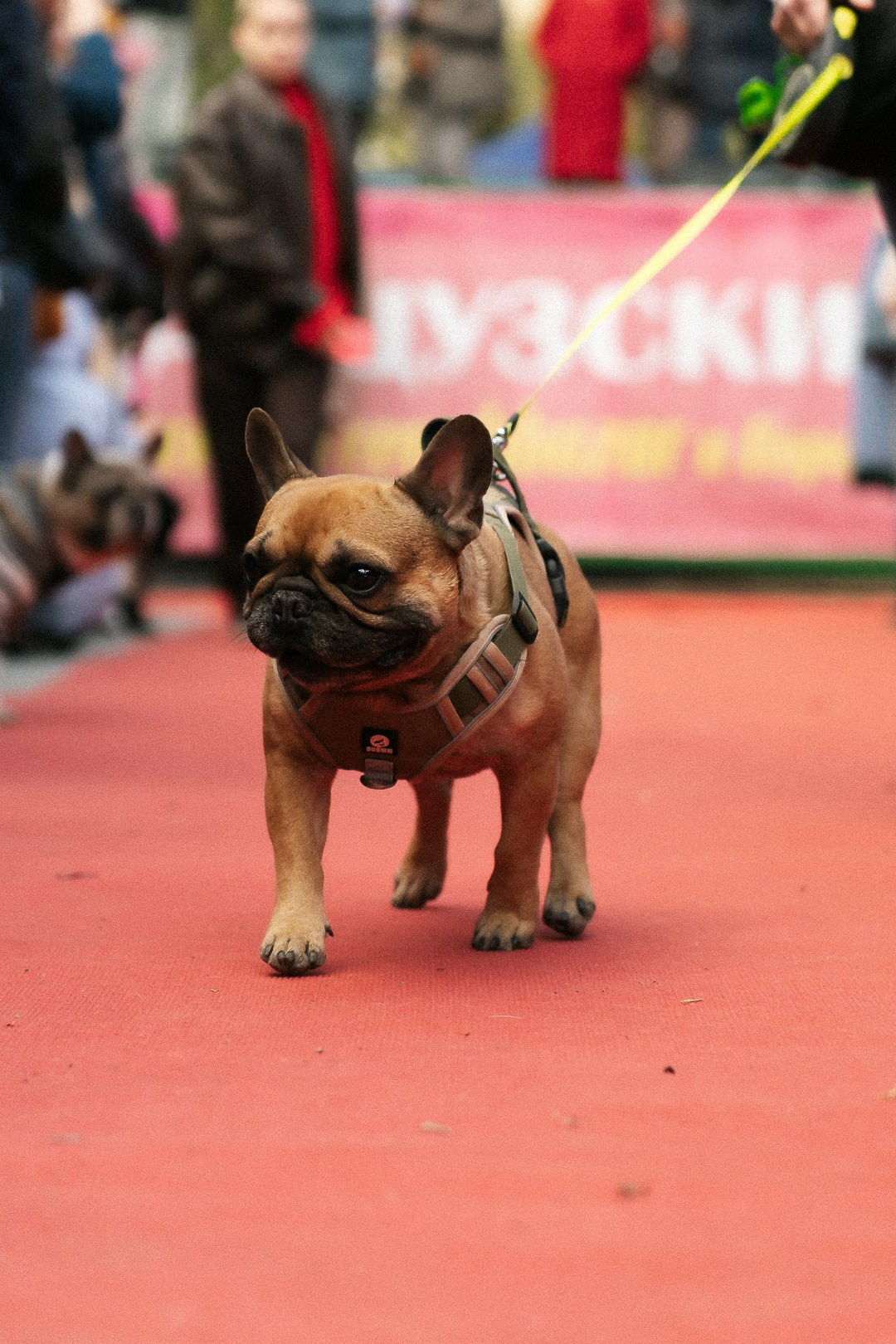 Парад Бульдогов. Axenov_eugene