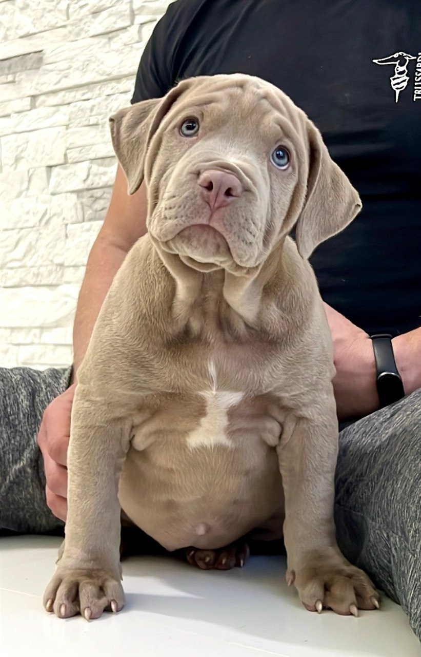 Hunter&Queenie, 10.09.25. Американские булли XL в г. Калининград. Питомник Great Bully UNIVERSE