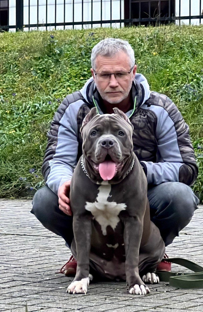 Hunter&Queenie, 13.01.25. Американские булли XL в г. Калининград. Питомник Great Bully UNIVERSE