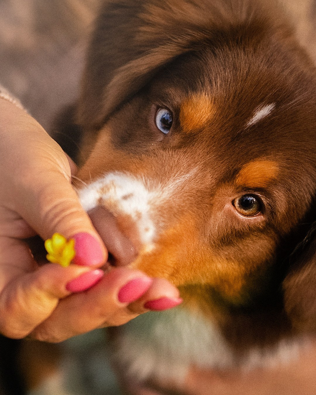 Мария и Брасс. Фотограф анималист в Москве и Санкт-Петербурге Свиридова Анна