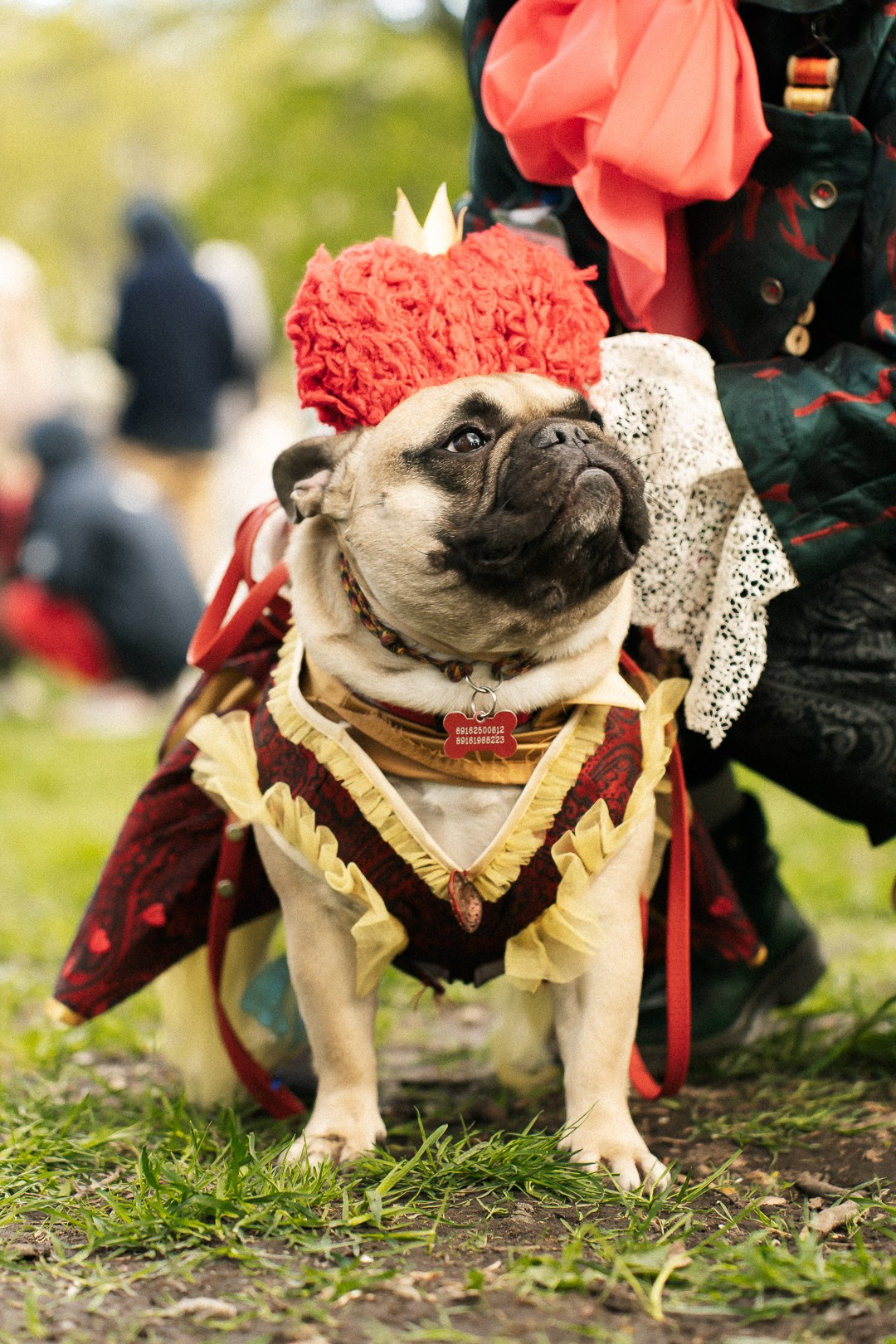 Парад Бульдогов. Axenov_eugene