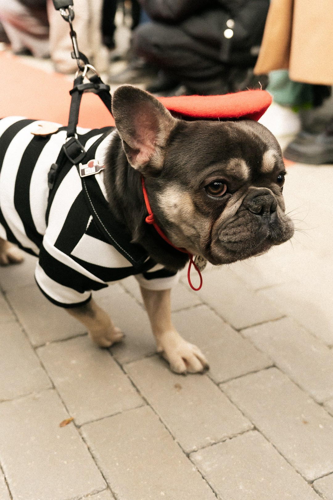 Парад Бульдогов. Axenov_eugene