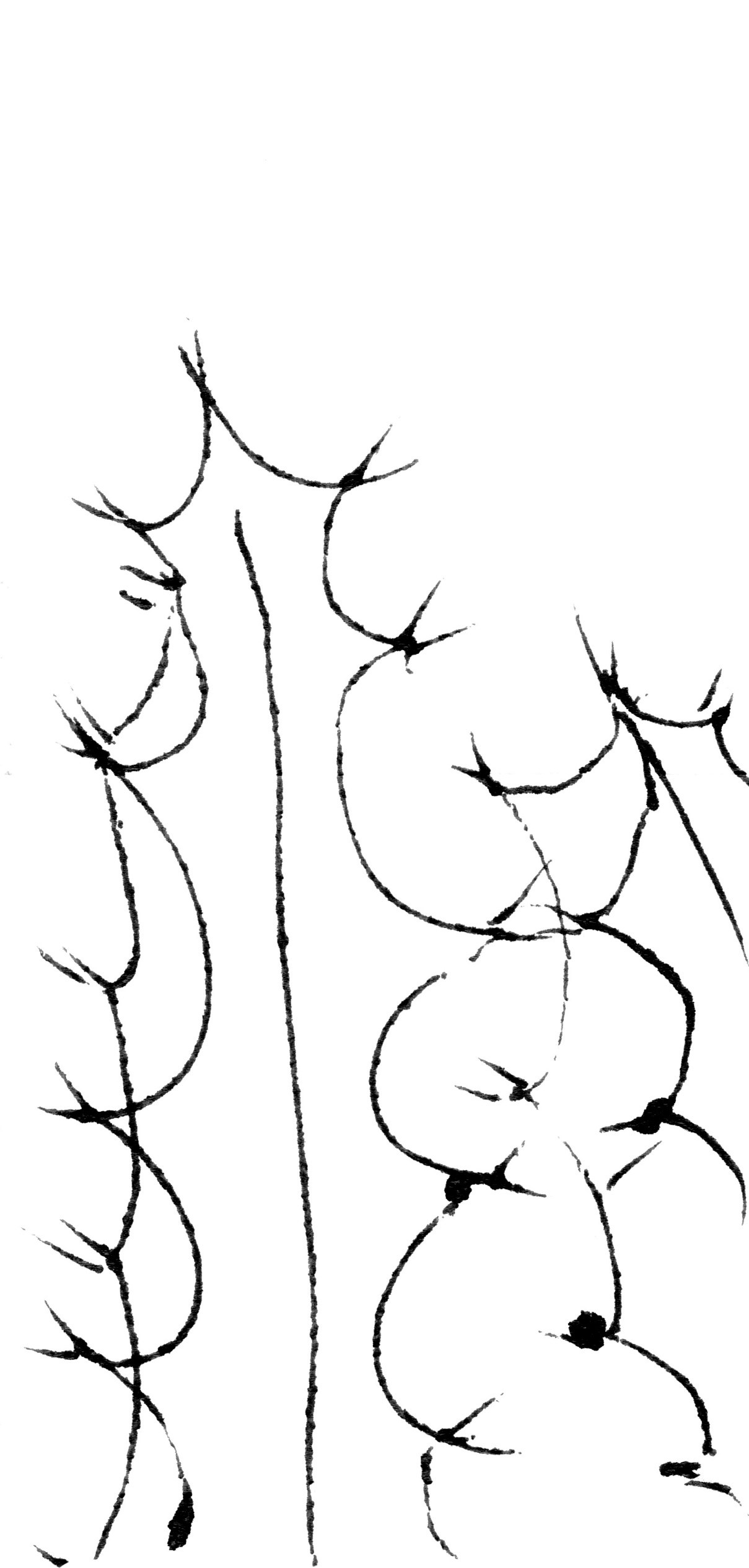 Растительные иллюстрации