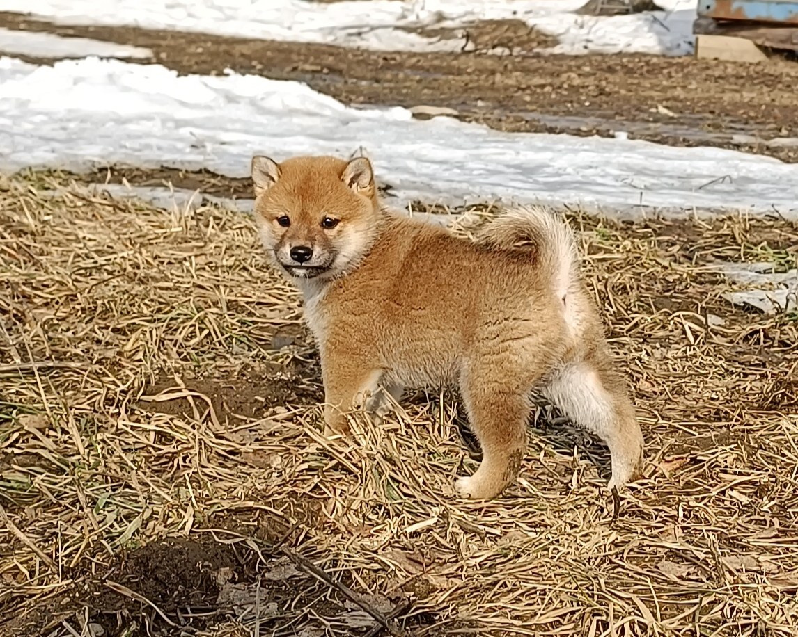 Сиба Rubylight Emma питомник Рубилайт 