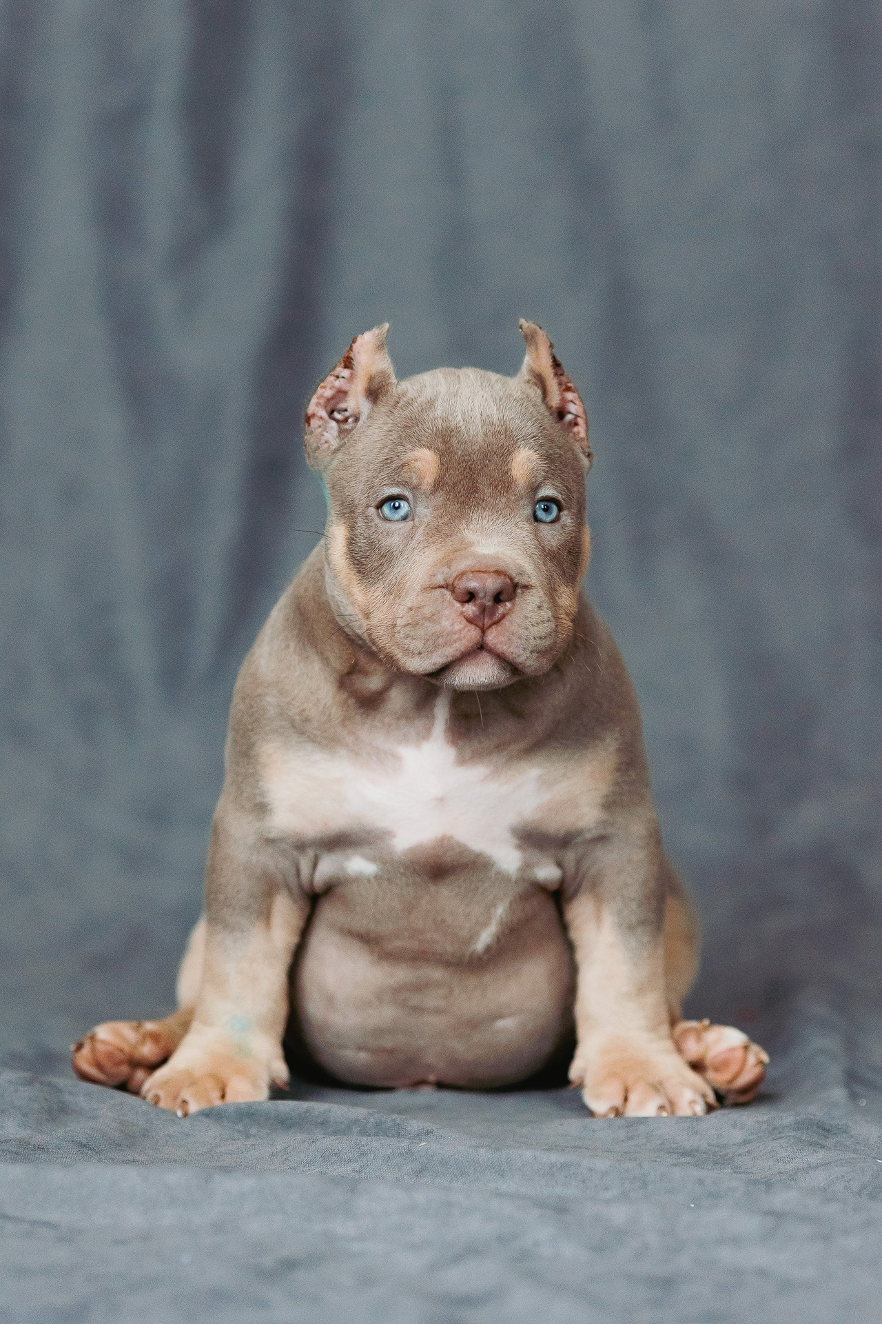 Щенки. Фотосъёмка для бизнеса — предметное фото, репортаж с мероприятий, портреты людей, съёмка интерьера и экстерьера