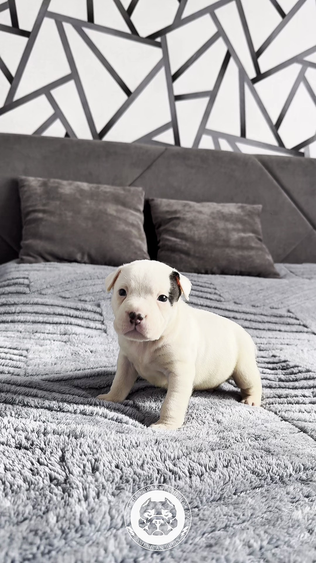 Свободные щенки Американский Булли стандарт и Свободные щенки Американский Булли классик. Американский Булли в г. Ростов-на-Дону. Питомник THE POWER OF SIBERIA