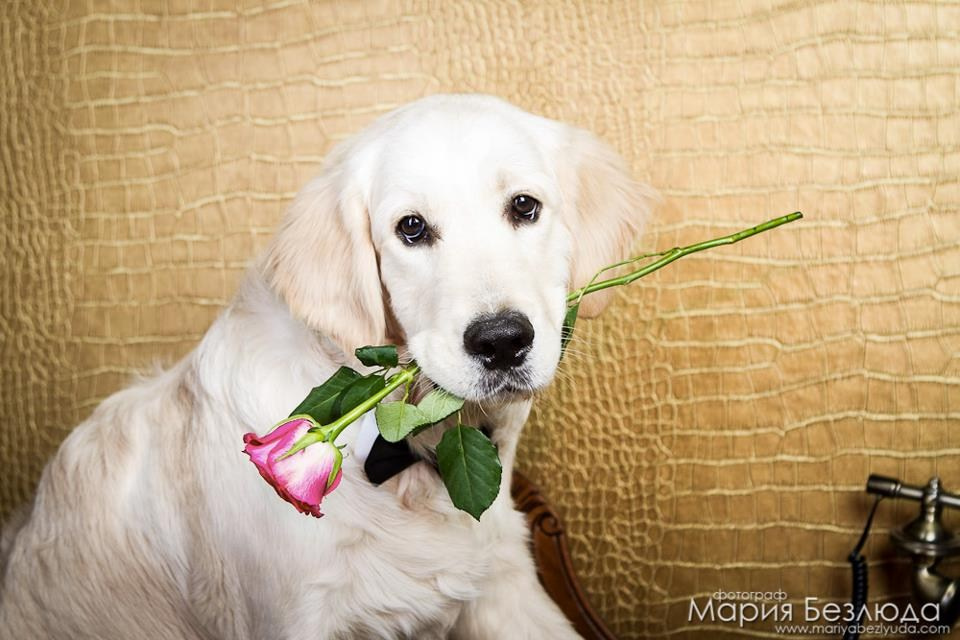 Щенки. Семейный и детский фотограф в Москве Мария Быкова