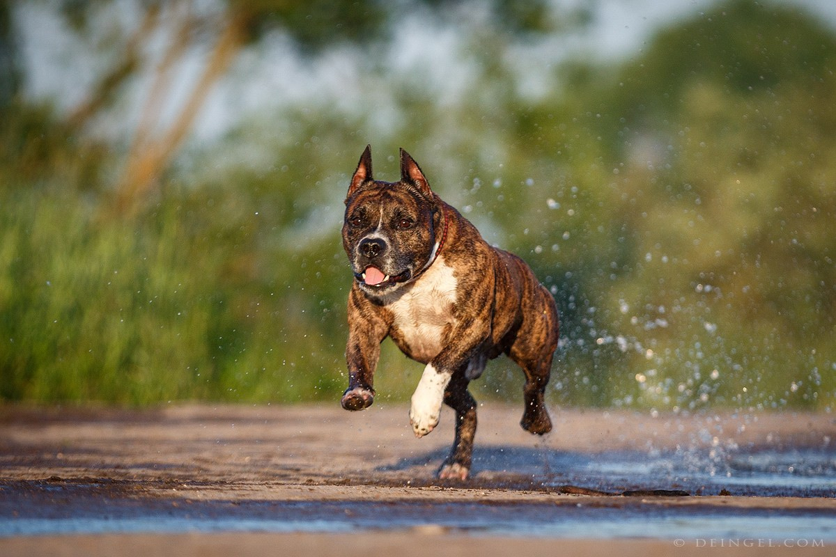 АСТ Федя, Пако и Ника. Фотограф-анималист Natalia Deingel | Фотосъемка собак в Москве